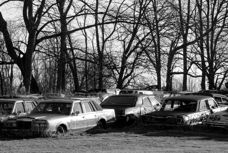 Old cars under trees