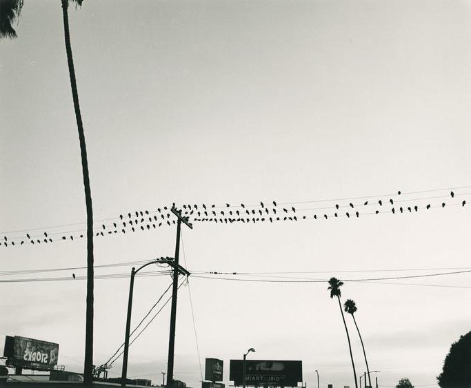 Black and White photo of birds on power lines